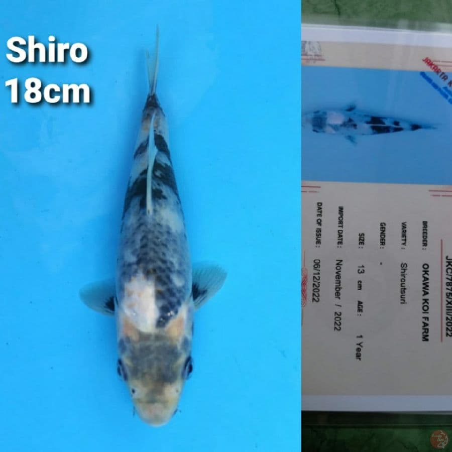 OKAWA SHIRO 18CM SERTI