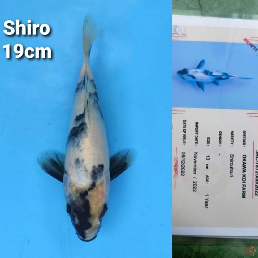 OKAWA SHIRO 19CM SERTI