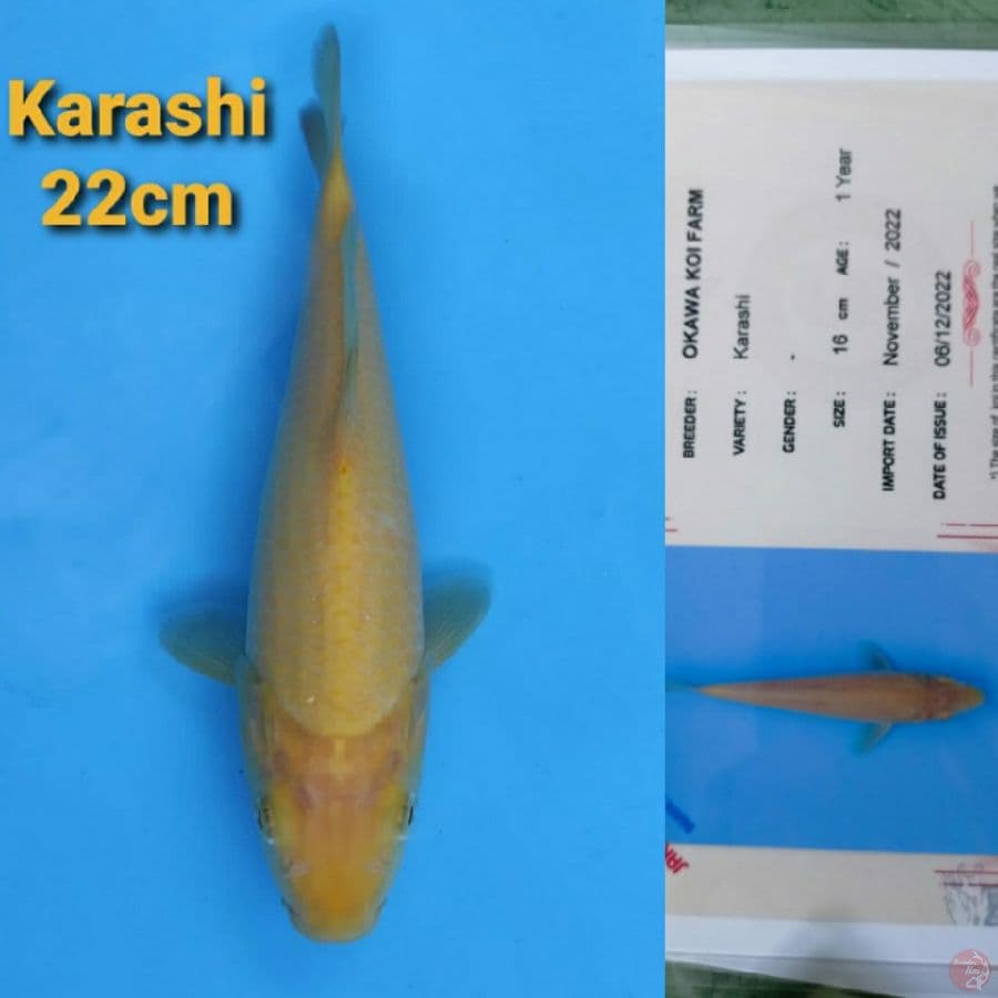 OKAWA KARASHI 22CM SERTI