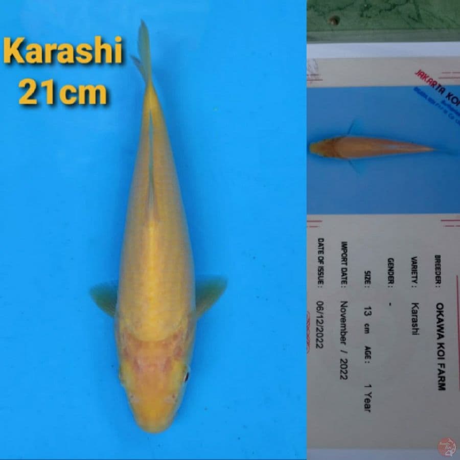 OKAWA KARASHI 21CM SERTI