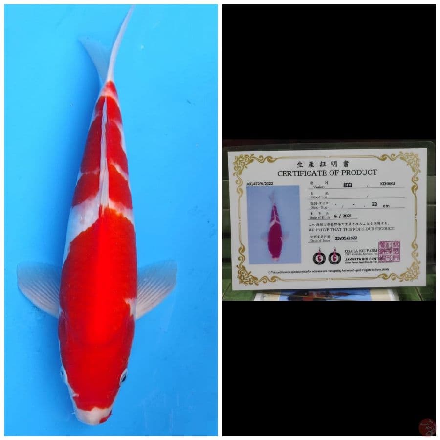 Ogata Kohaku