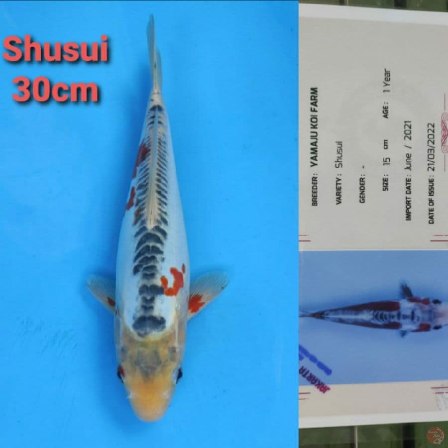 YAMAJYU SHUSUI 30CM SERTI