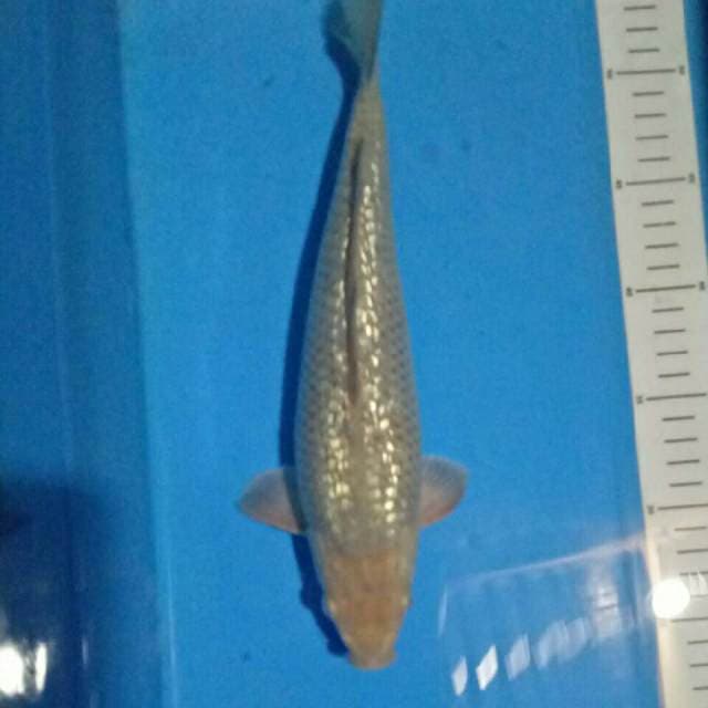 Widodo_Manchunian (GINRIN male 30 cm)