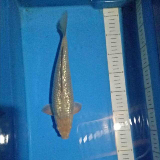 Widodo_Manchunian (GINRIN male 30 cm)