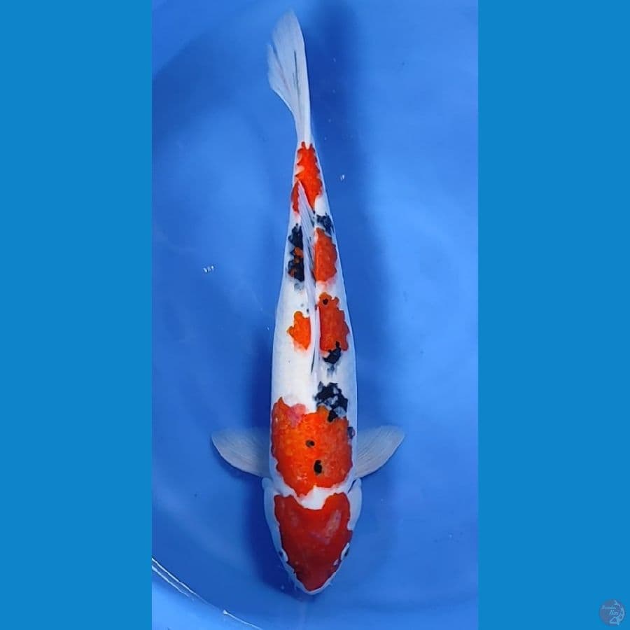 jumbo 53cm Female