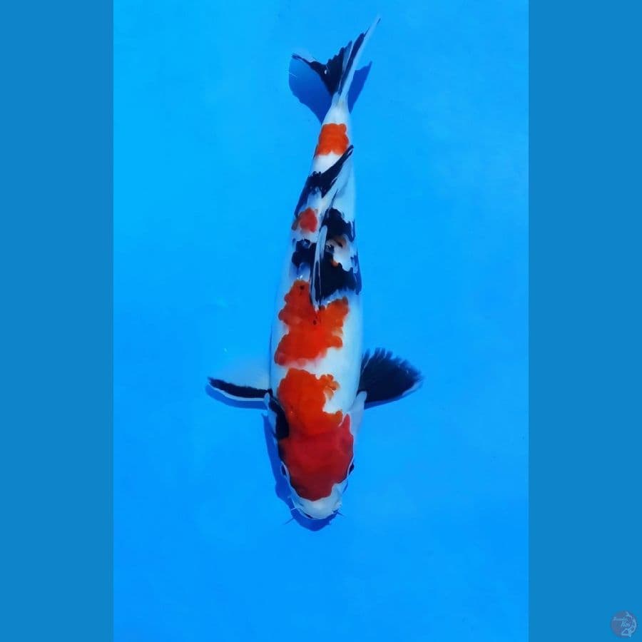 showa male body oke 32cm