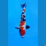 showa male body oke 32cm