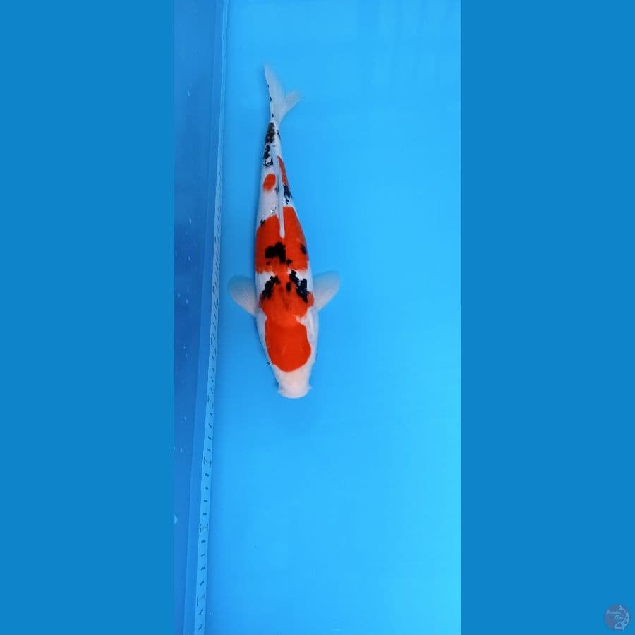 sanke 37 cm