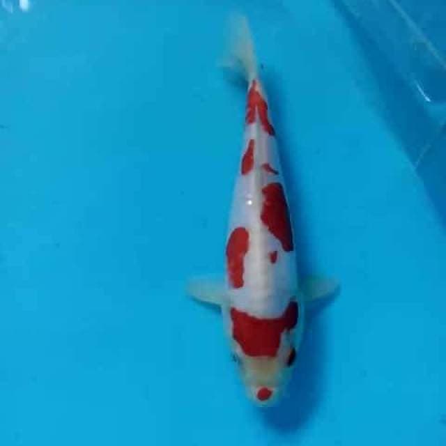 Kohaku doitsu Beni strong