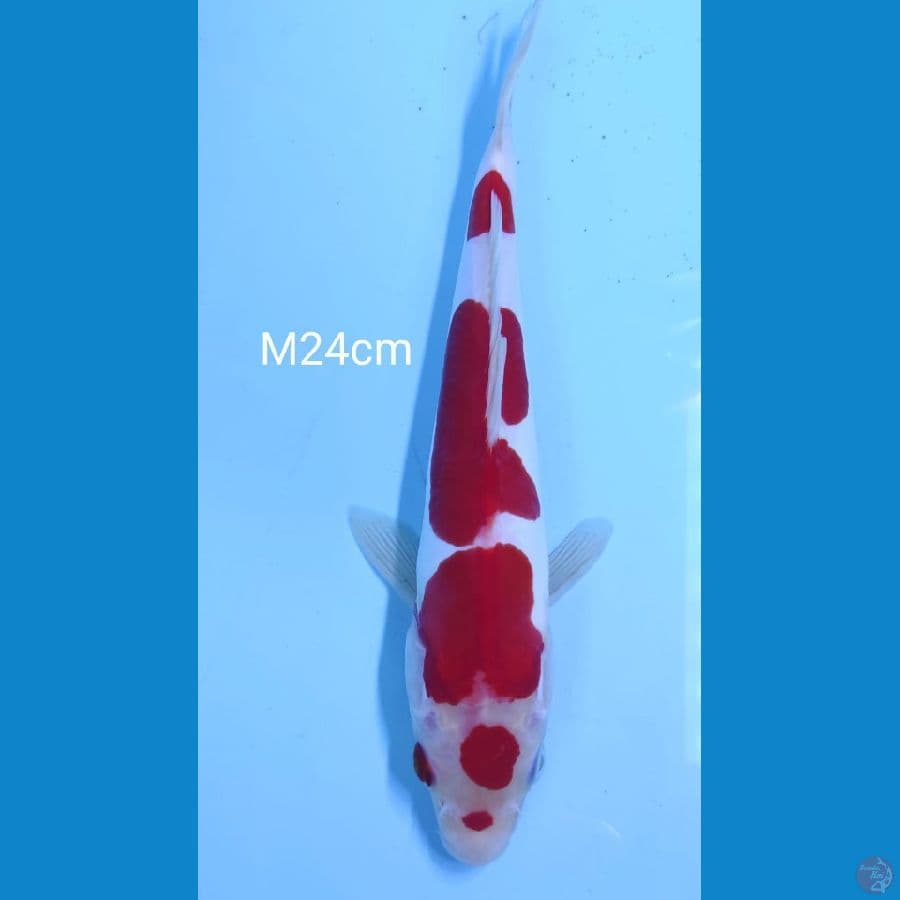 maruten kohaku original