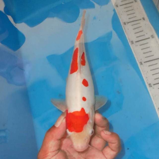KOHAKU ANTIK