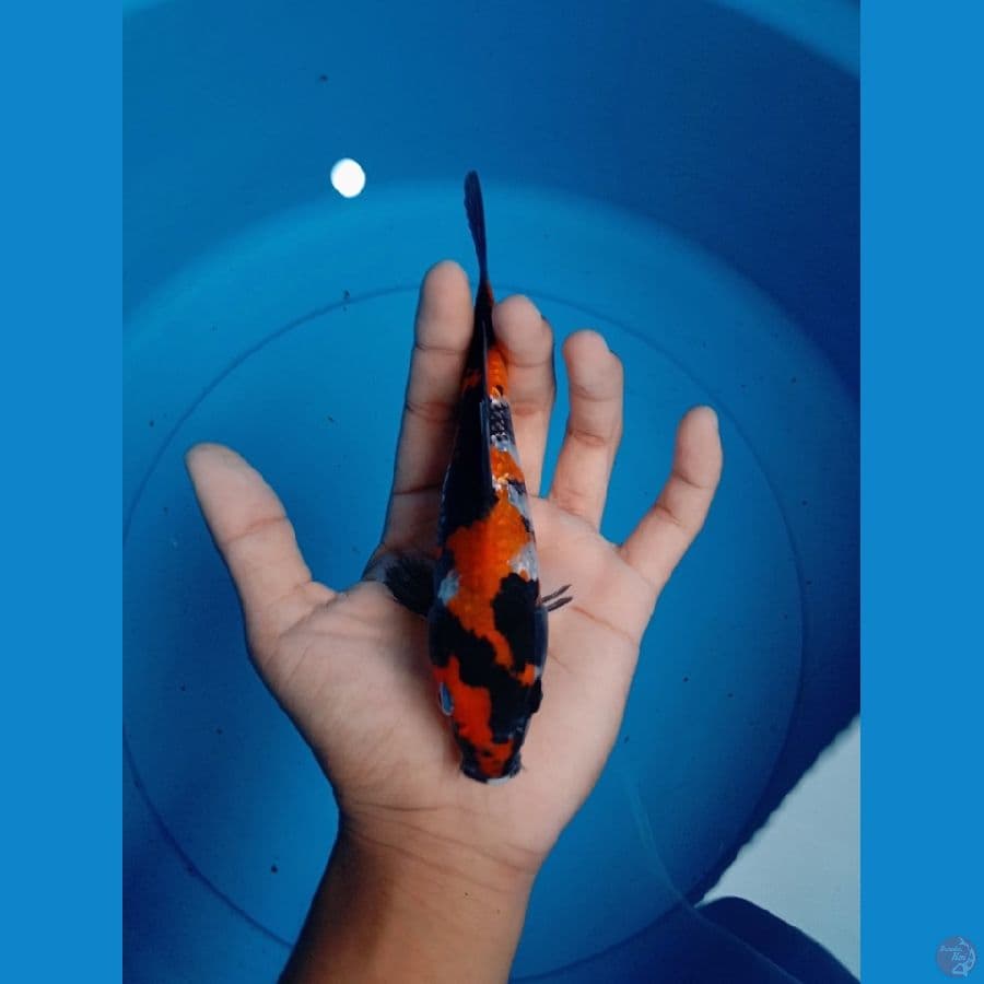 SHOWA 16 cm GINRIN