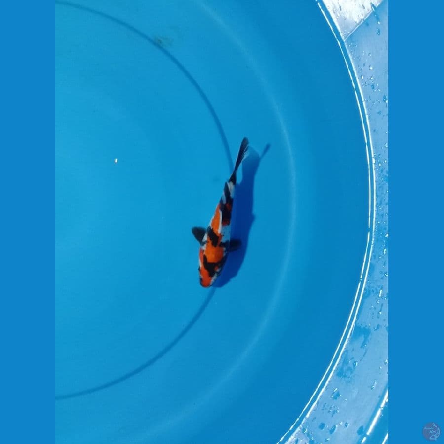 SHOWA 15 CM