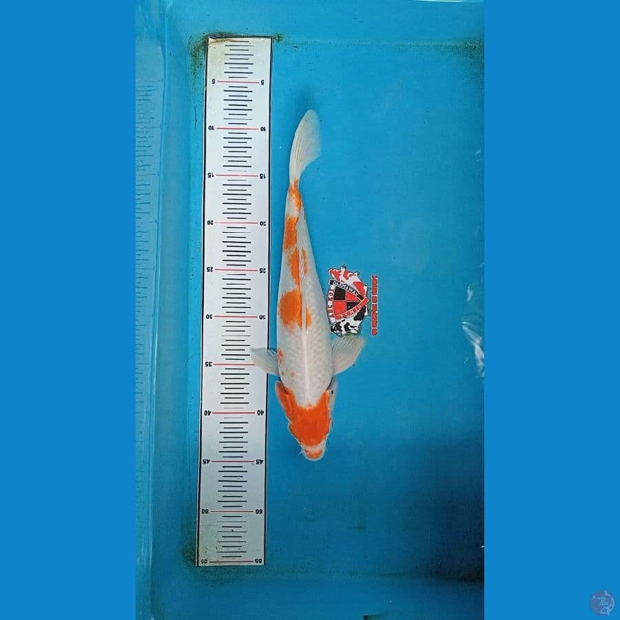 Sakura Ogon/Kohaku Hikari 35 cm