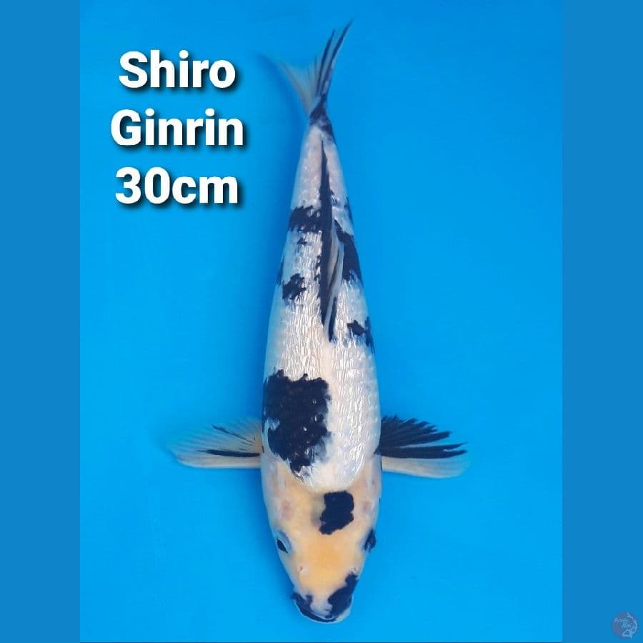 SHIRO GINRIN 30CM