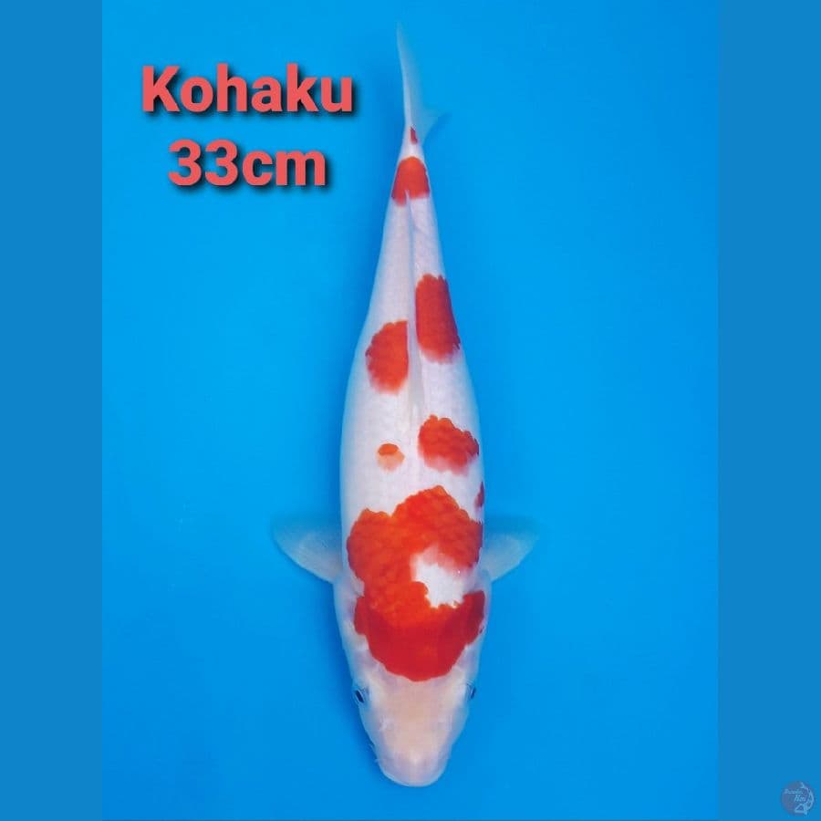 KOHAKU 33CM