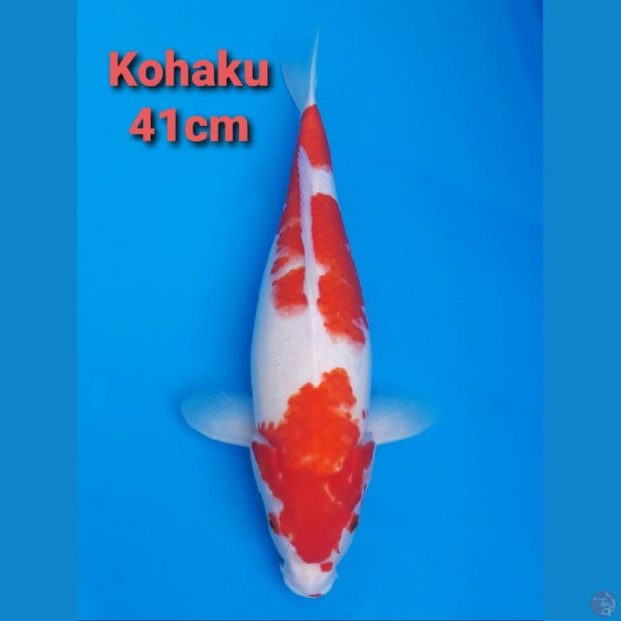 KOHAKU 41CM