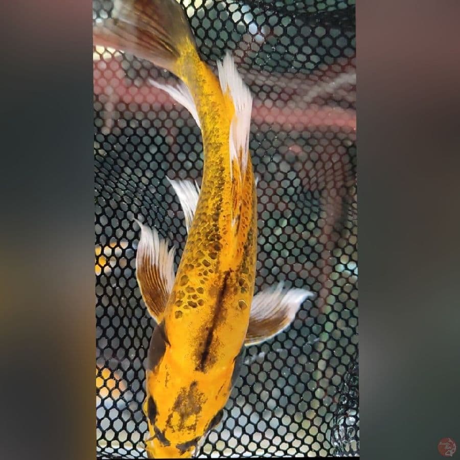 BANANA SLEYER M23