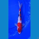 SHOWA 30 CM