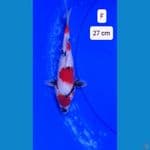 KINDAI SHOWA 27 CM