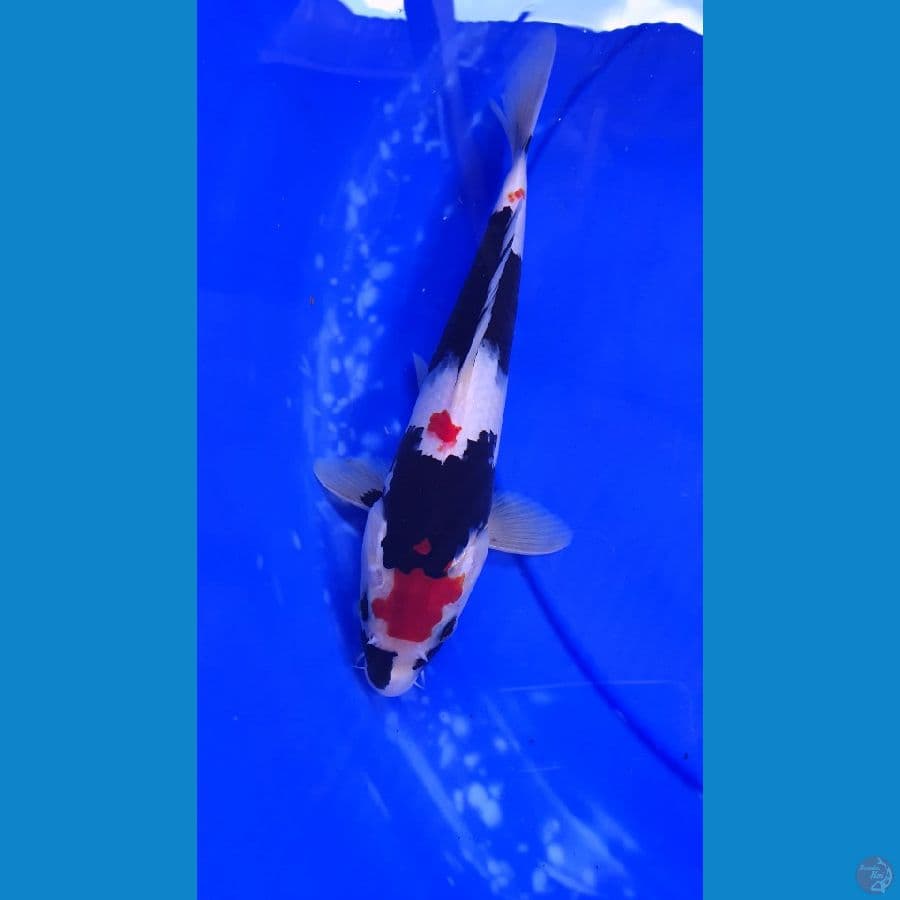  SHOWA MALE 25 CM