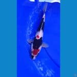  SHOWA MALE 25 CM