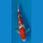 sanke 30CM