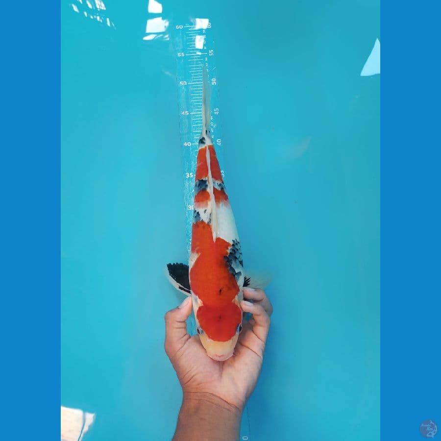 40cm Male TOP TATEGOI