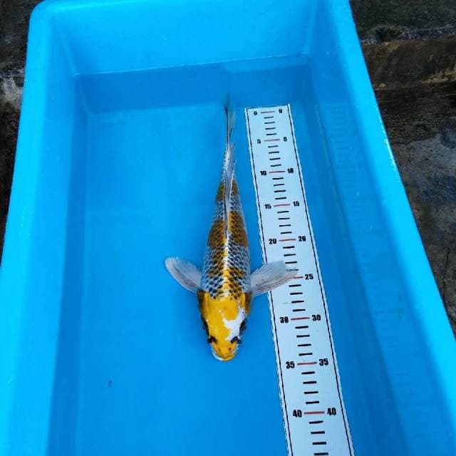 NKC-yellow buterfly