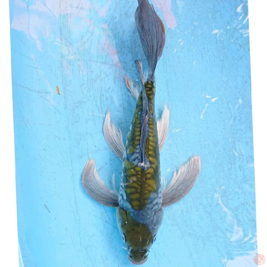 KUMPAY OCHIBA ARAGOKE 34 CM