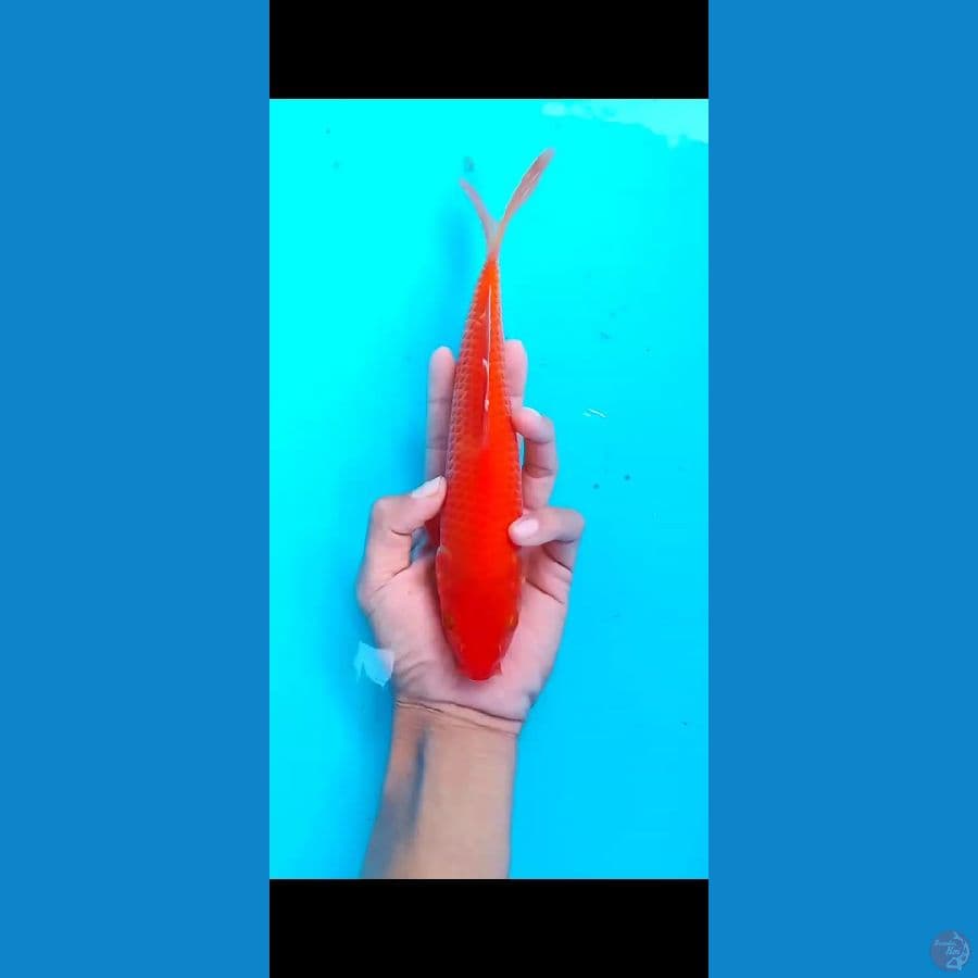 R karasi Mata Merah