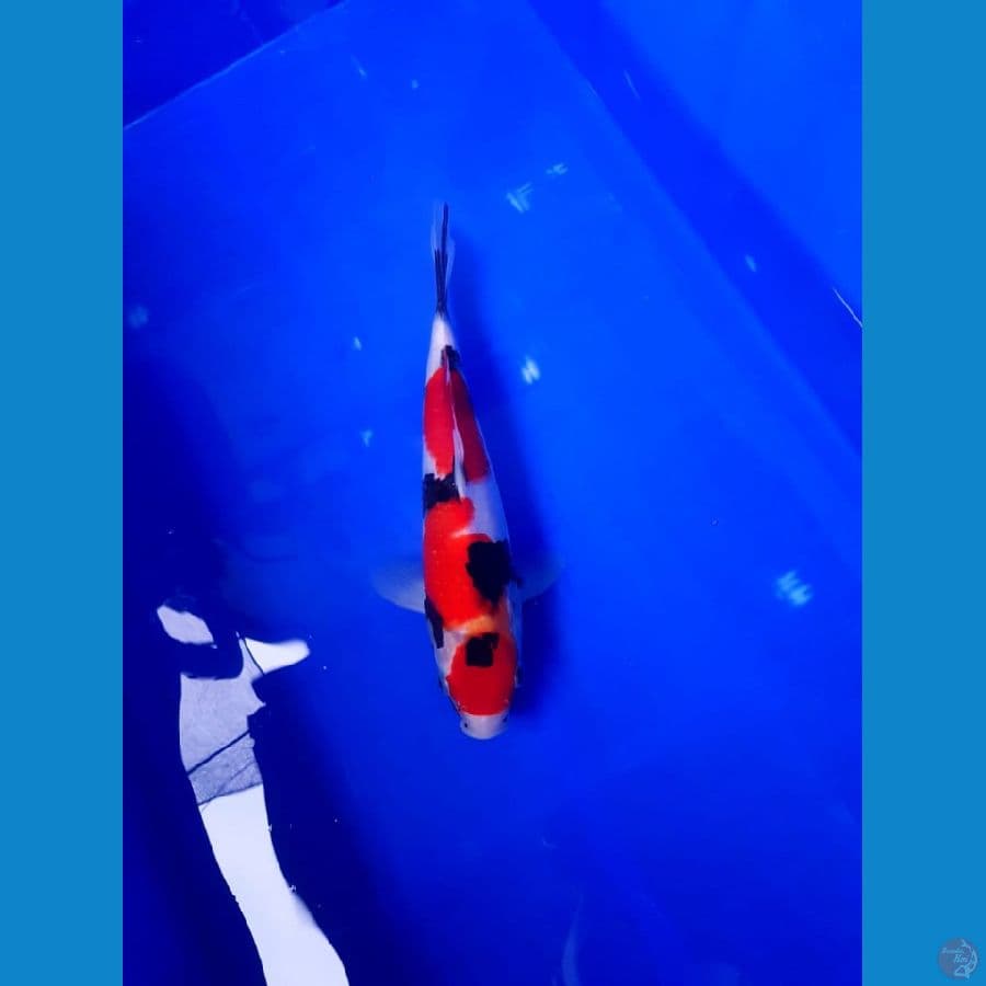 Maruten showa male 25cm calon joosss