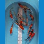 paket showa shiro 15ekor . 20-23cm