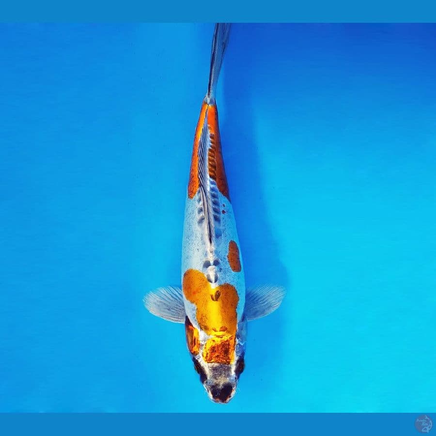 ARISAKA 5 - Kikokuryu 33 cm/male ®