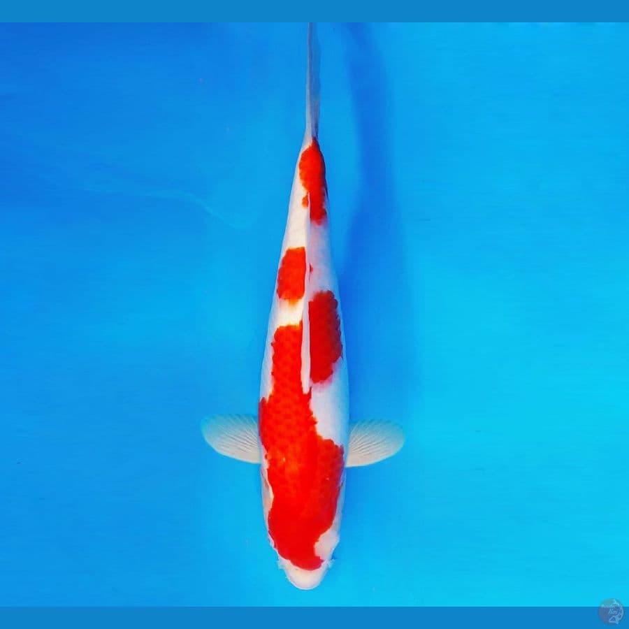 ARISAKA 9 - Kohaku 35 cm/fm ®