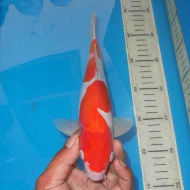 TOP SANDAN KOHAKU