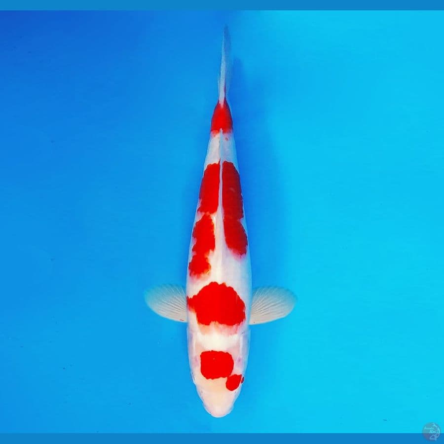 ARISAKA 11 - Kohaku 34 cm/fm ®