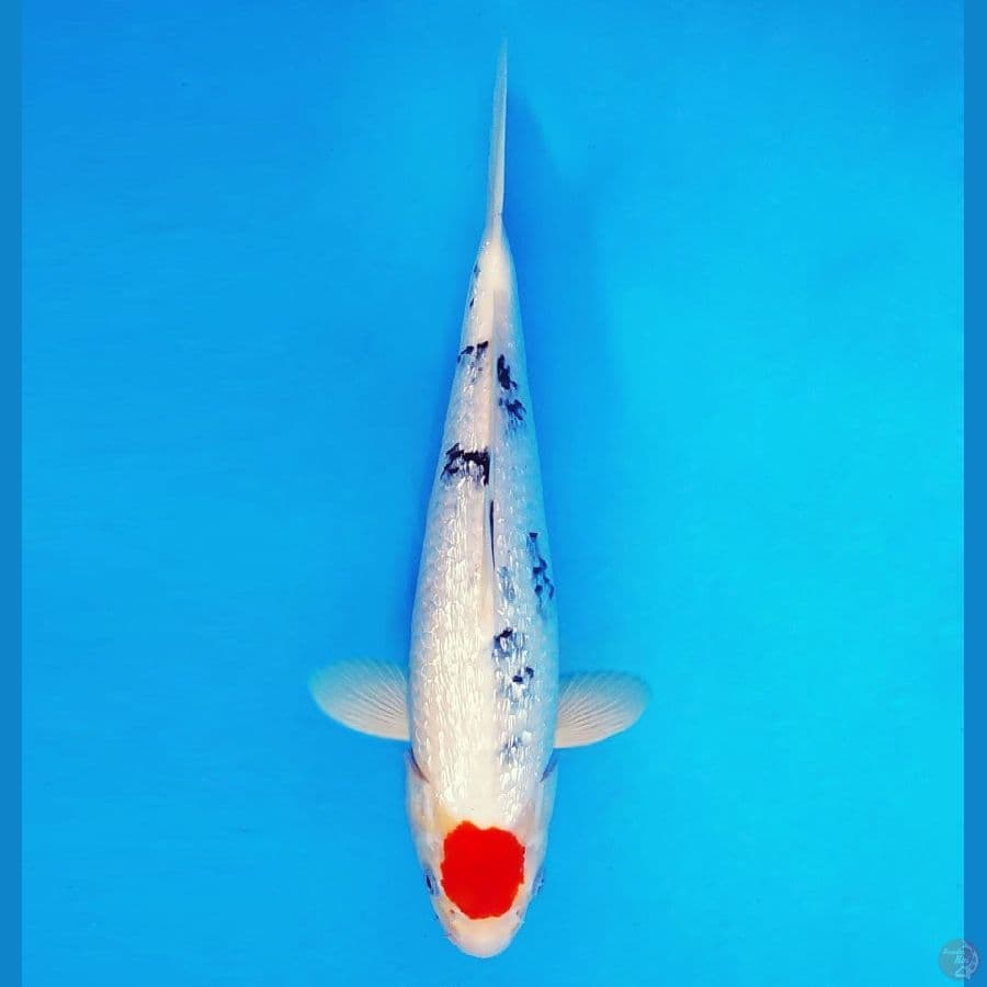 ARISAKA 6 - Tancho Sanke Gin Rin 34 cm/male ®