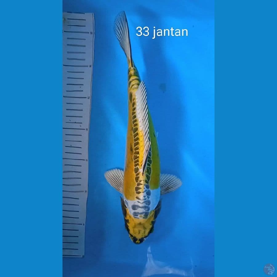 kin kikoryu : 33 jantan