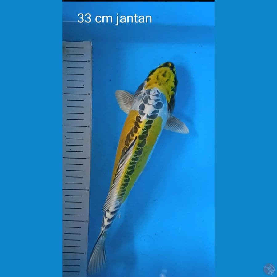 kin kikoryu : 33 cm jantan 