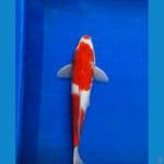 Original step Kohaku