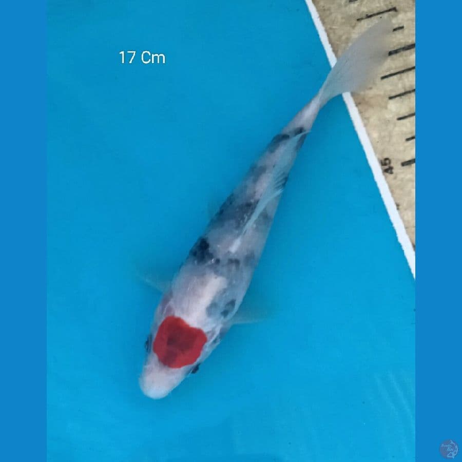 Tancho Showa prospek, 17 Cm