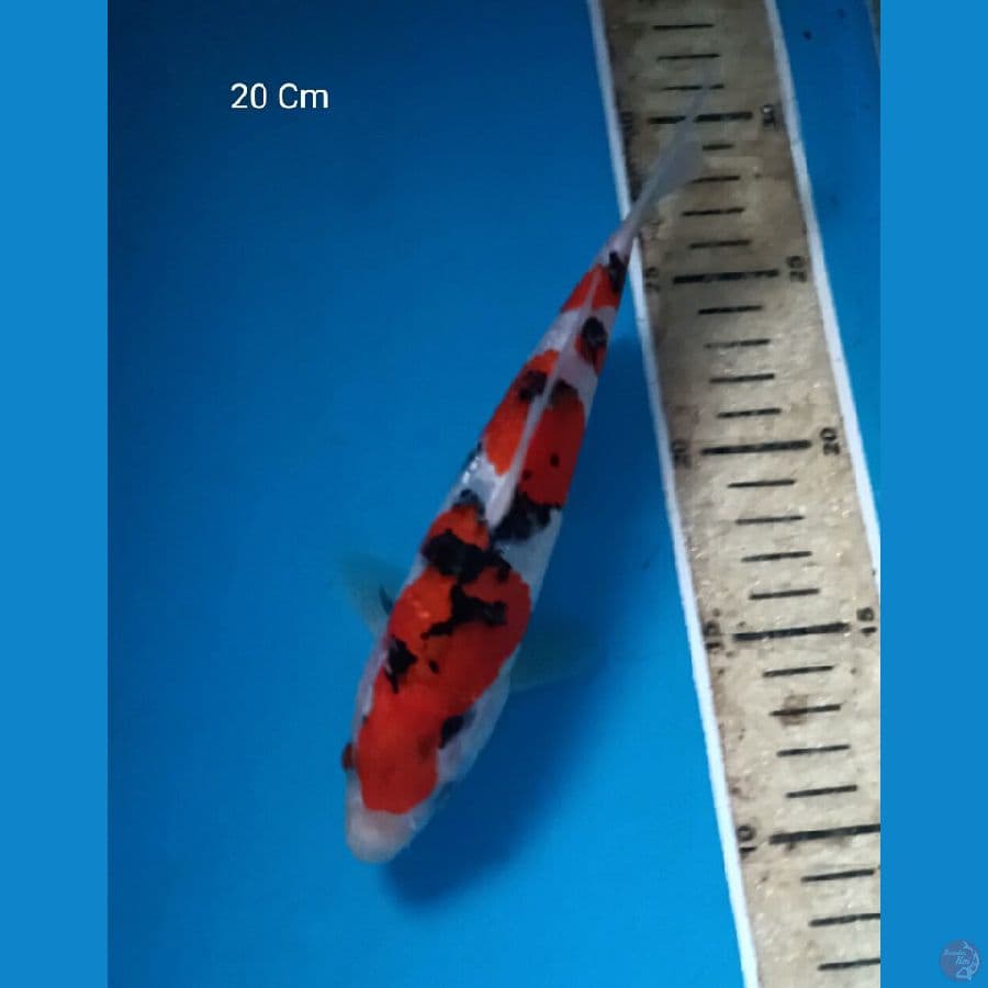 Sanke 20 Cm