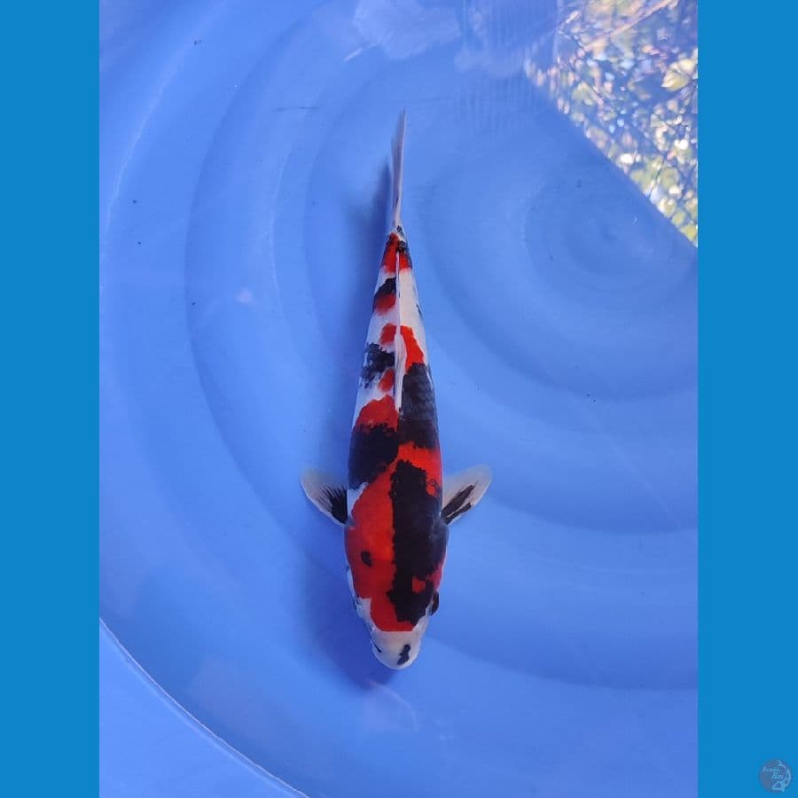 Showa Shansoku 40cm 