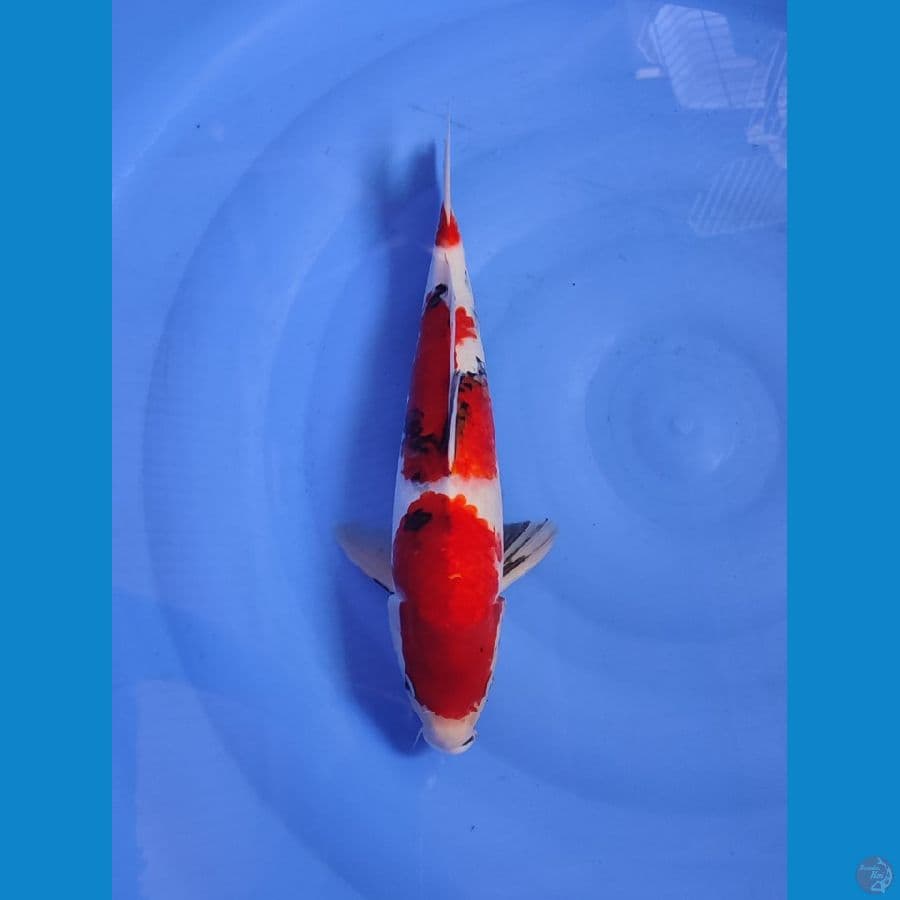 SHOWA thategoi 42cm