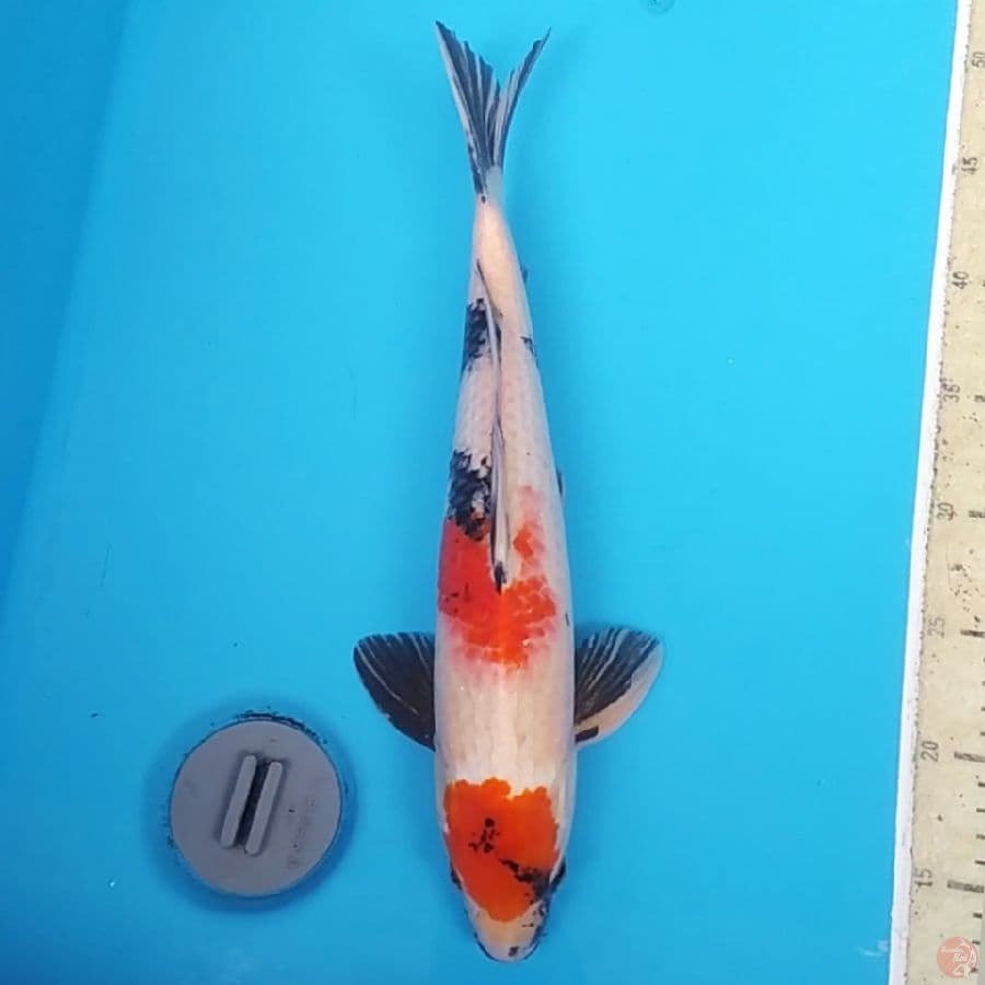 Maruten Showa ~38 M