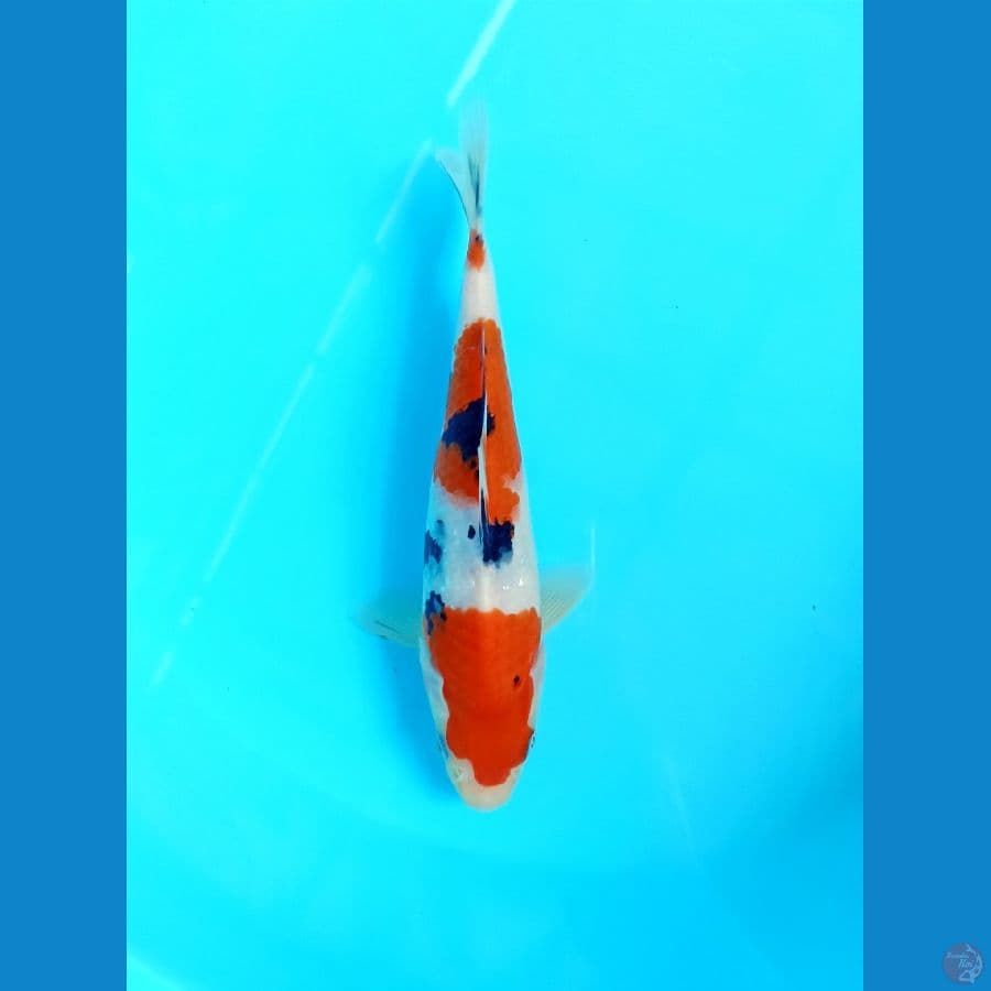 Sanke 20cm