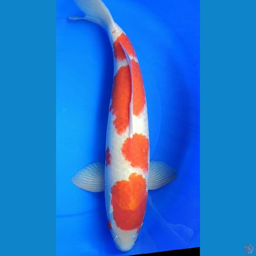 M51 kohaku step 4