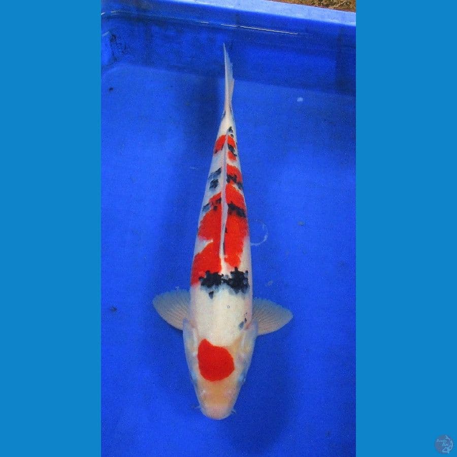 sanke ±37cm jantan