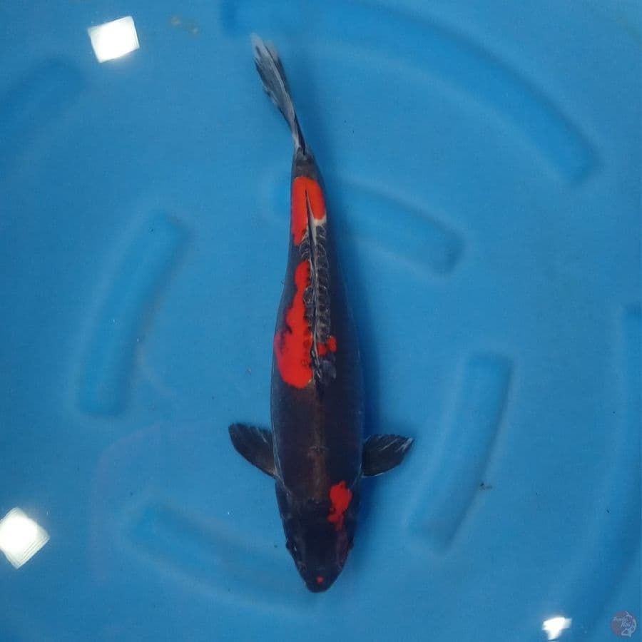 BENI KIKOKURYU STRONG RED 40CM FEMALE